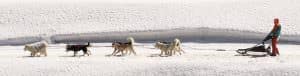 Dog sledding