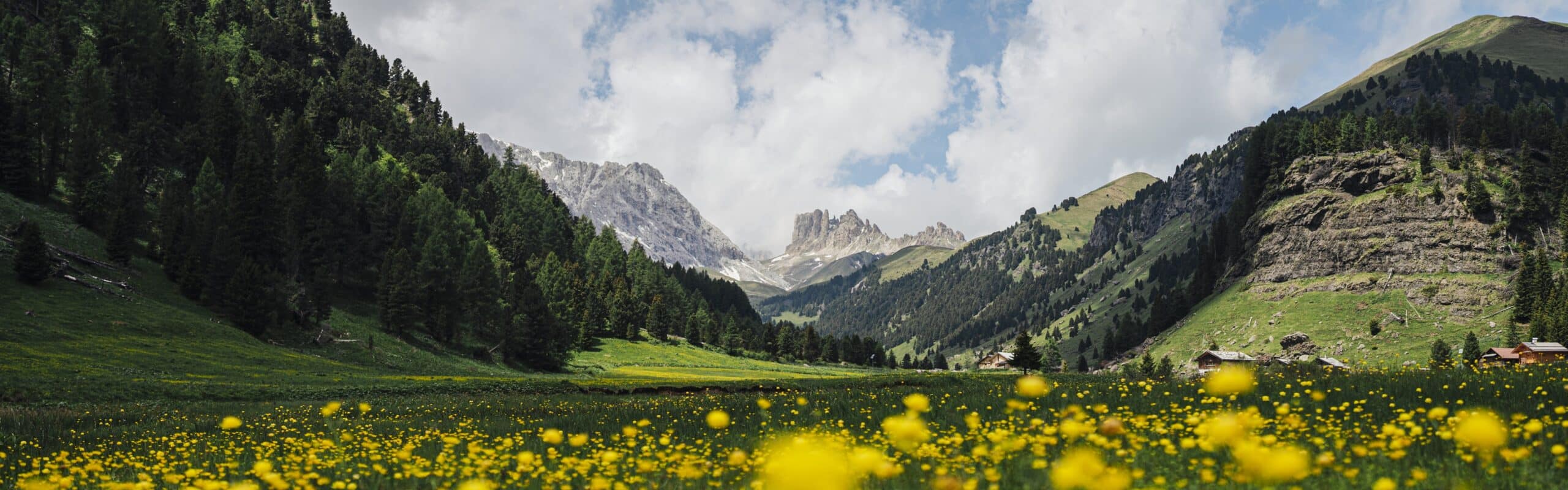 Valle con prati gialli in primo piano, pini sulle pendici e cime rocciose sullo sfondo.