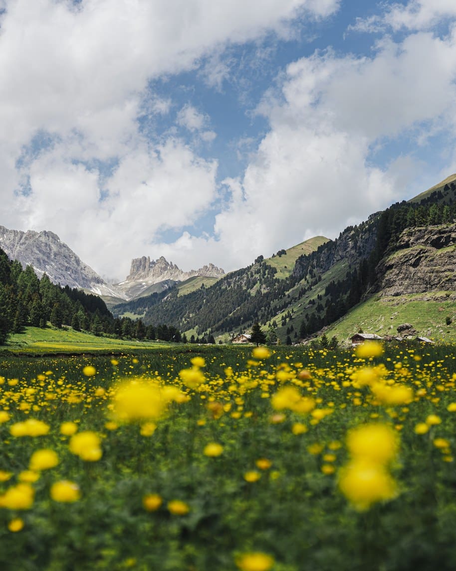 Prato fiorito giallo in primo piano, valle con baite e montagne boschive sullo sfondo sotto cielo nuvoloso