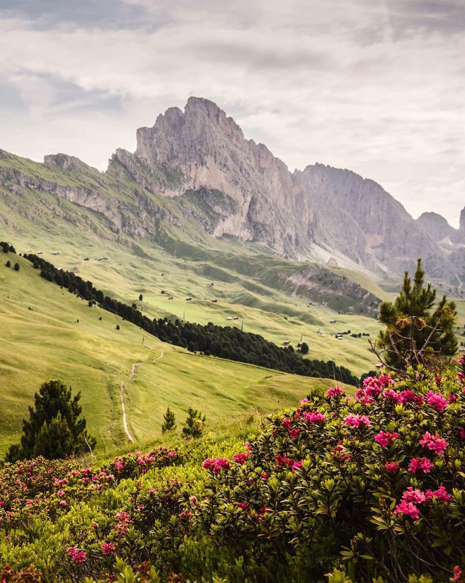 Rododendri rosa in primo piano su valle verde con sentiero e massiccio roccioso sullo sfondo