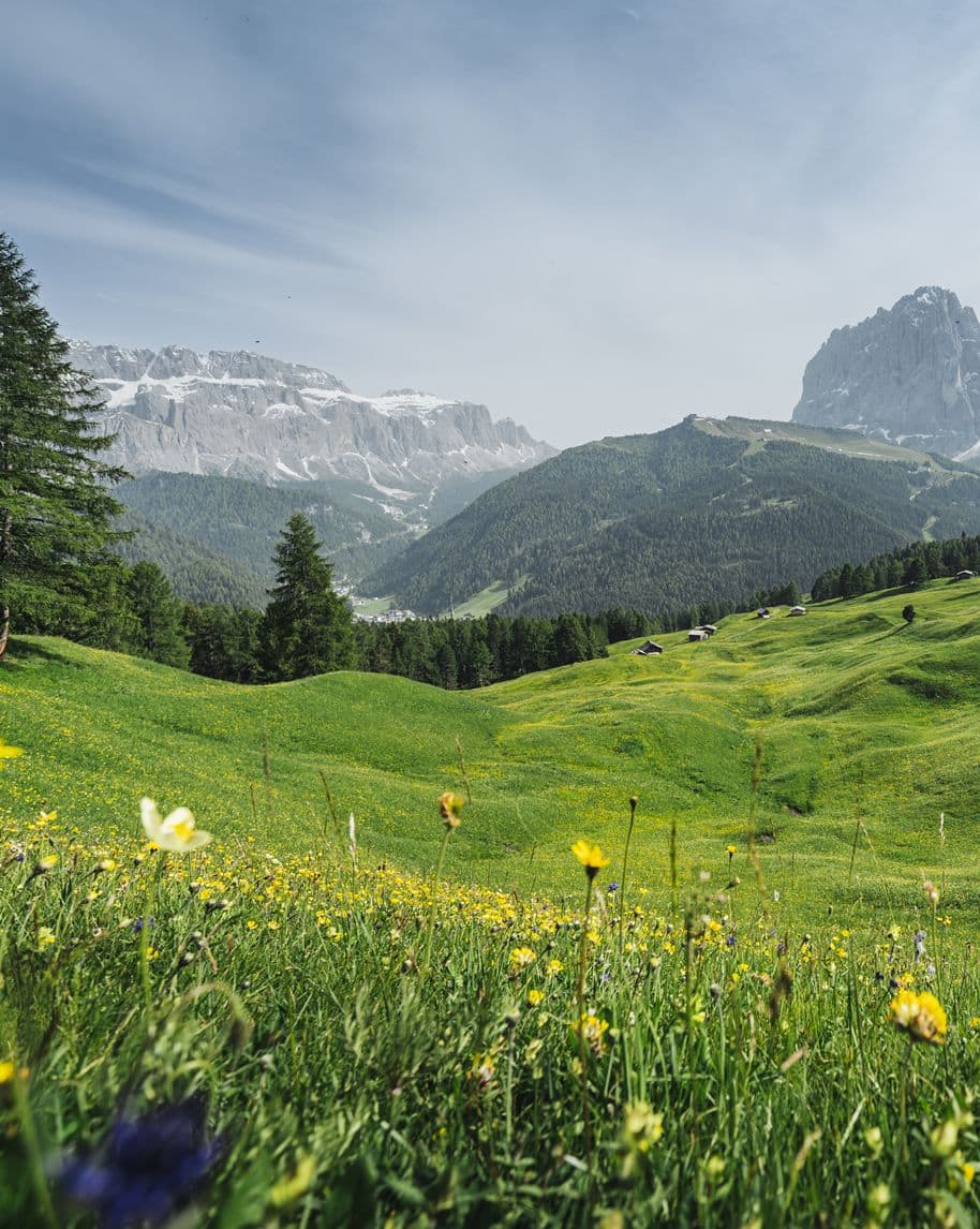 Prateria fiorita in primo piano, colline verdi con baite sparse e montagne rocciose innevate sullo sfondo.