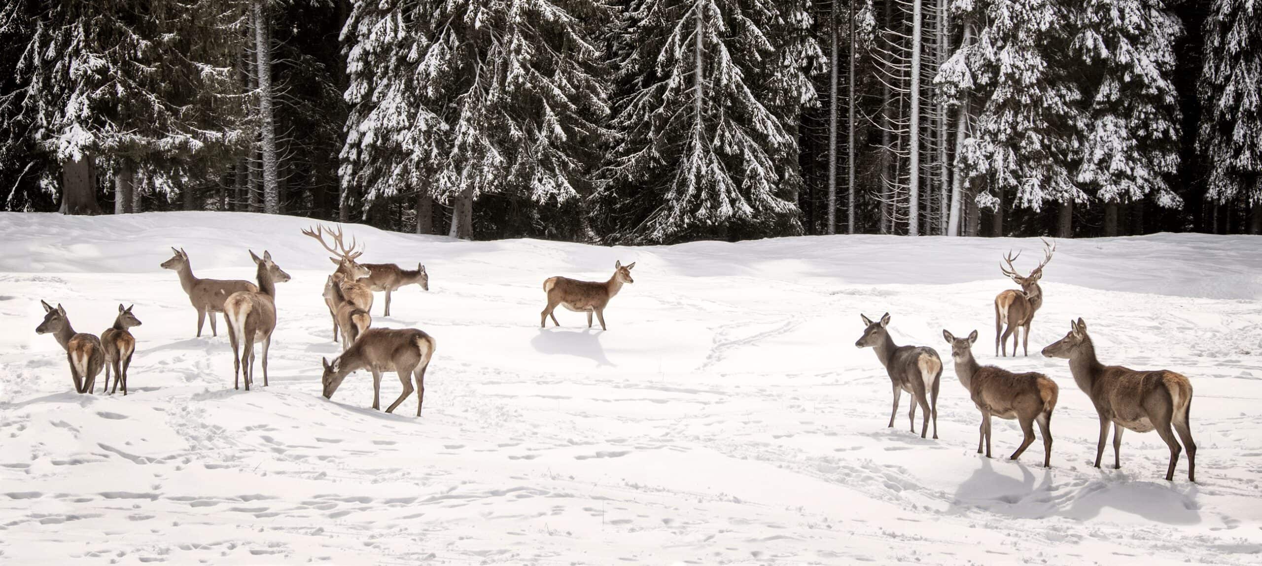 Branco di cervi su distesa di neve davanti a conifere innevate