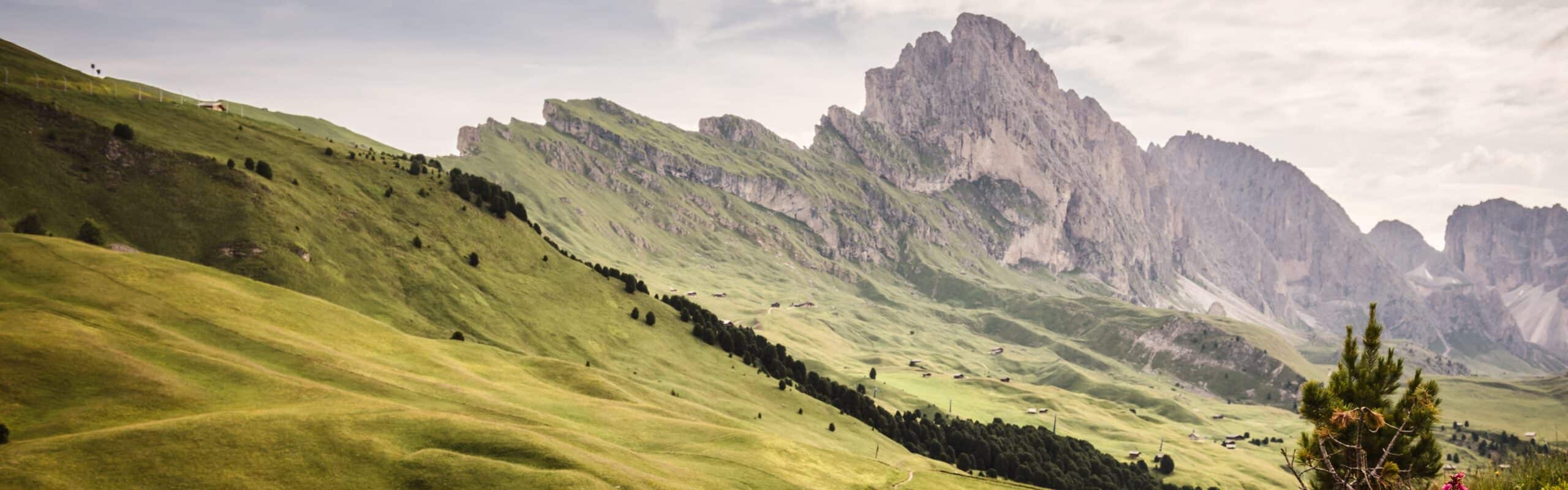 Prati verdi ondulati con baite e filare di alberi, massiccio roccioso sullo sfondo, pino in primo piano.