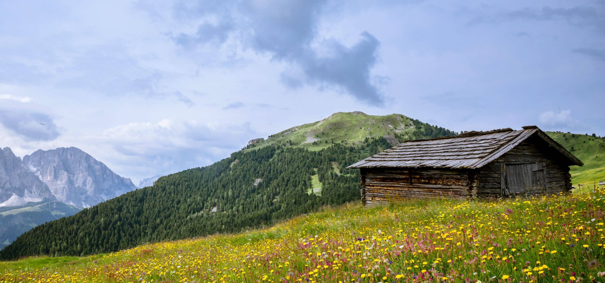 Casotto di legno in un prato fiorito su pendio, bosco e montagne rocciose sullo sfondo.