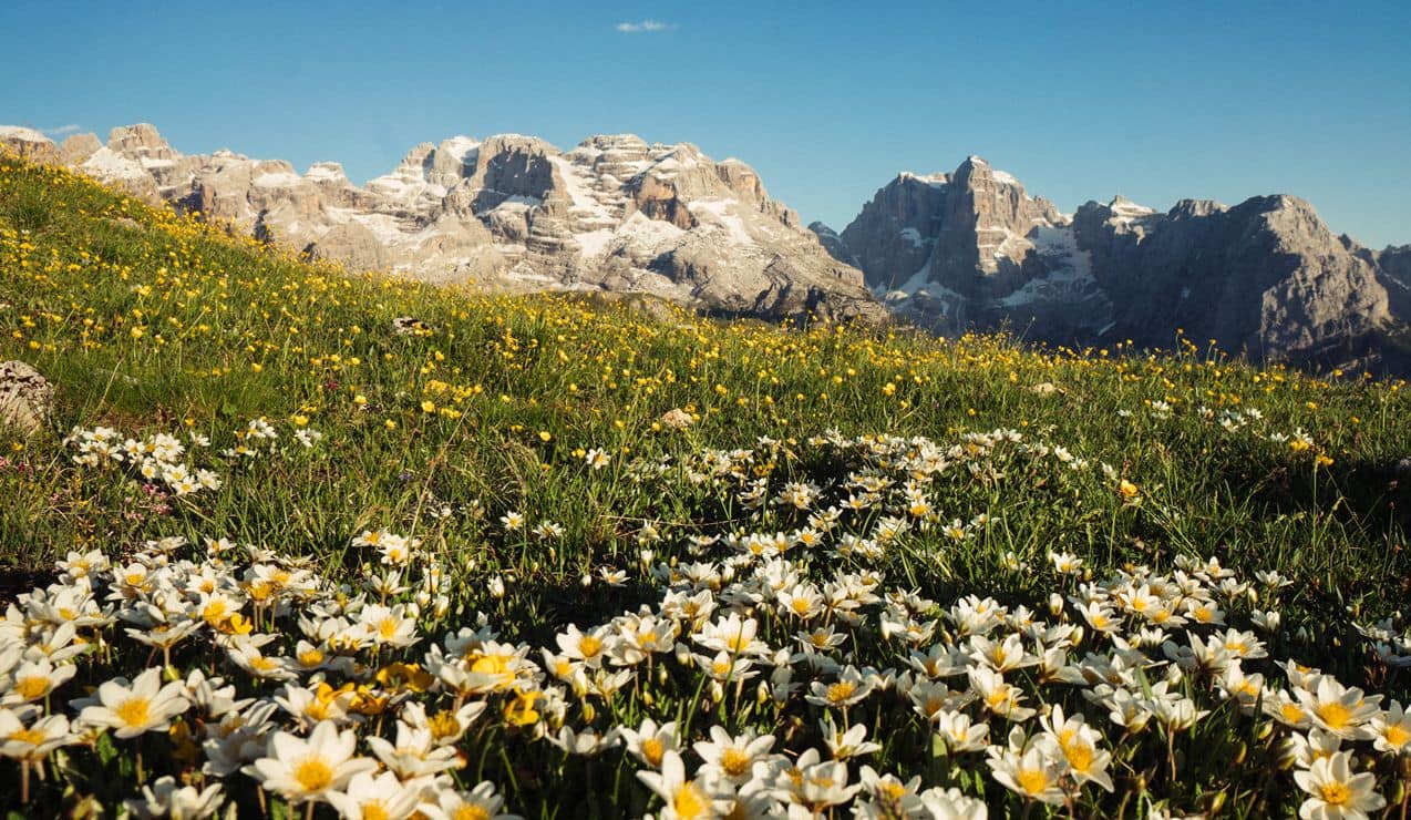 Prato alpino fiorito in primo piano, collina erbosa e montagne rocciose innevate sullo sfondo