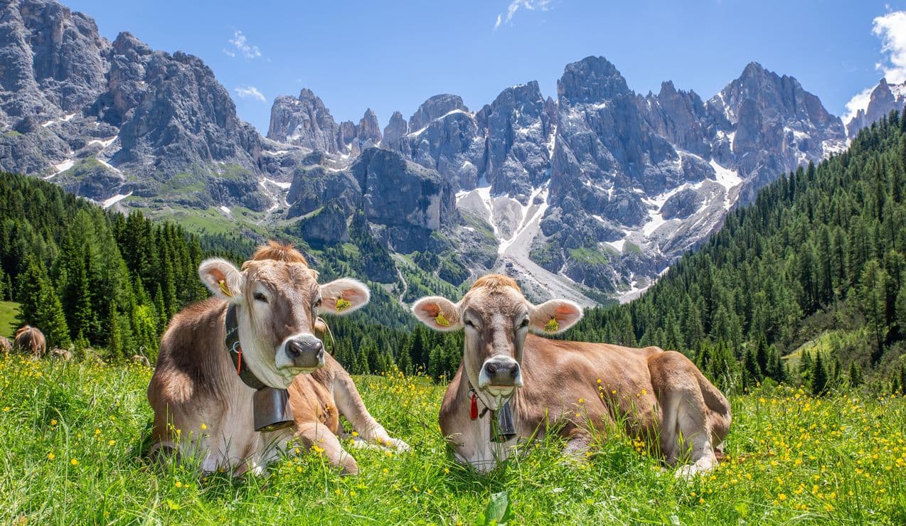 Due mucche sdraiate in un prato fiorito con campanacci davanti a montagne rocciose innevate