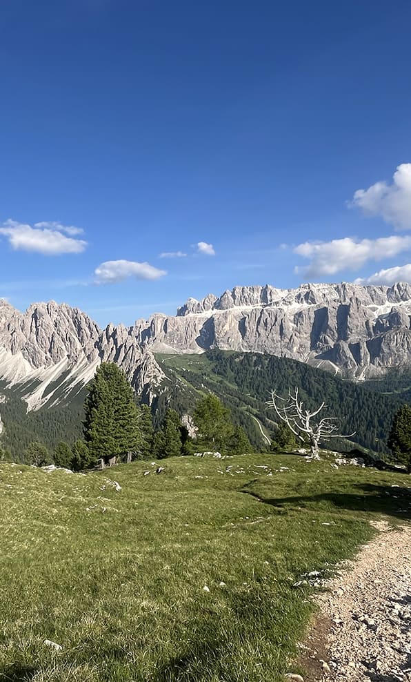 Prato con sentiero e albero spoglio in primo piano, pini e picchi rocciosi sullo sfondo