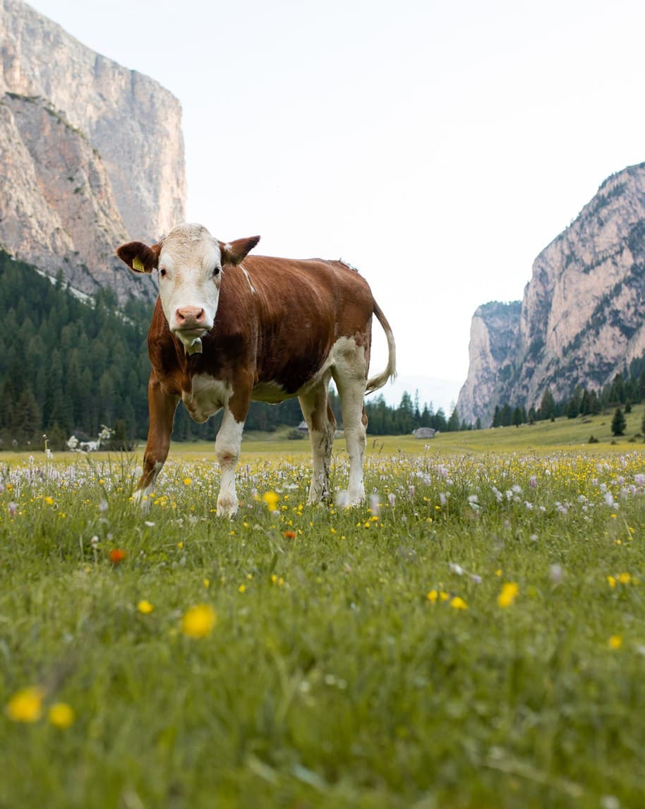 Mucca marrone e bianca in piedi su prato fiorito, guarda verso la fotocamera con montagne e boschi sullo sfondo