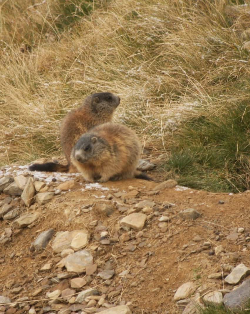 Due marmotte accovacciate su terreno roccioso, con erba secca sullo sfondo