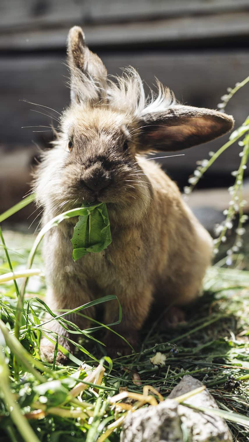 Braunes Kaninchen sitzt im Gras und frisst ein Blatt