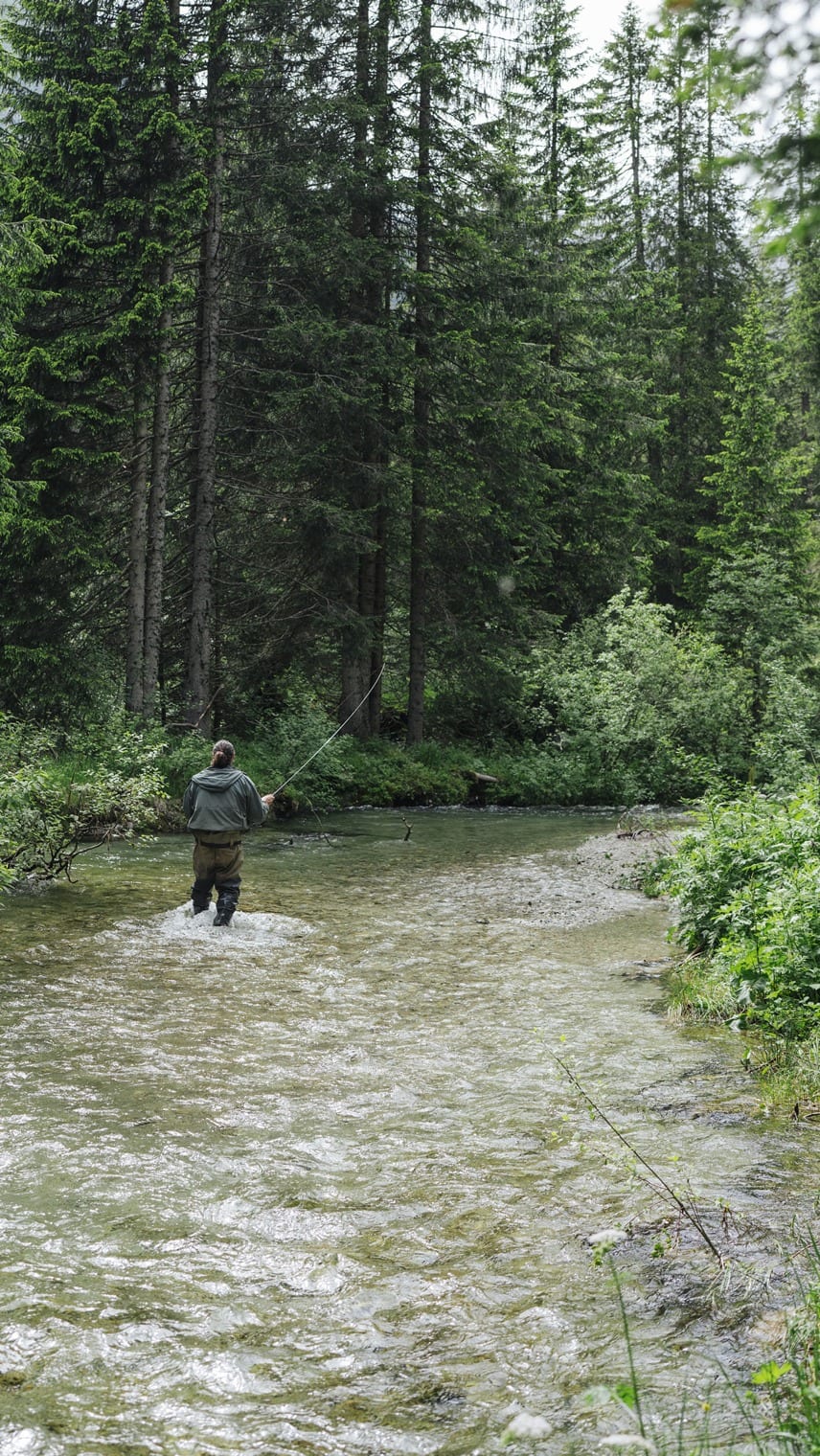 Angler steht knietief in einem Waldfluss, wirft mit Fliegenrute; dichte Nadelbäume im Hintergrund