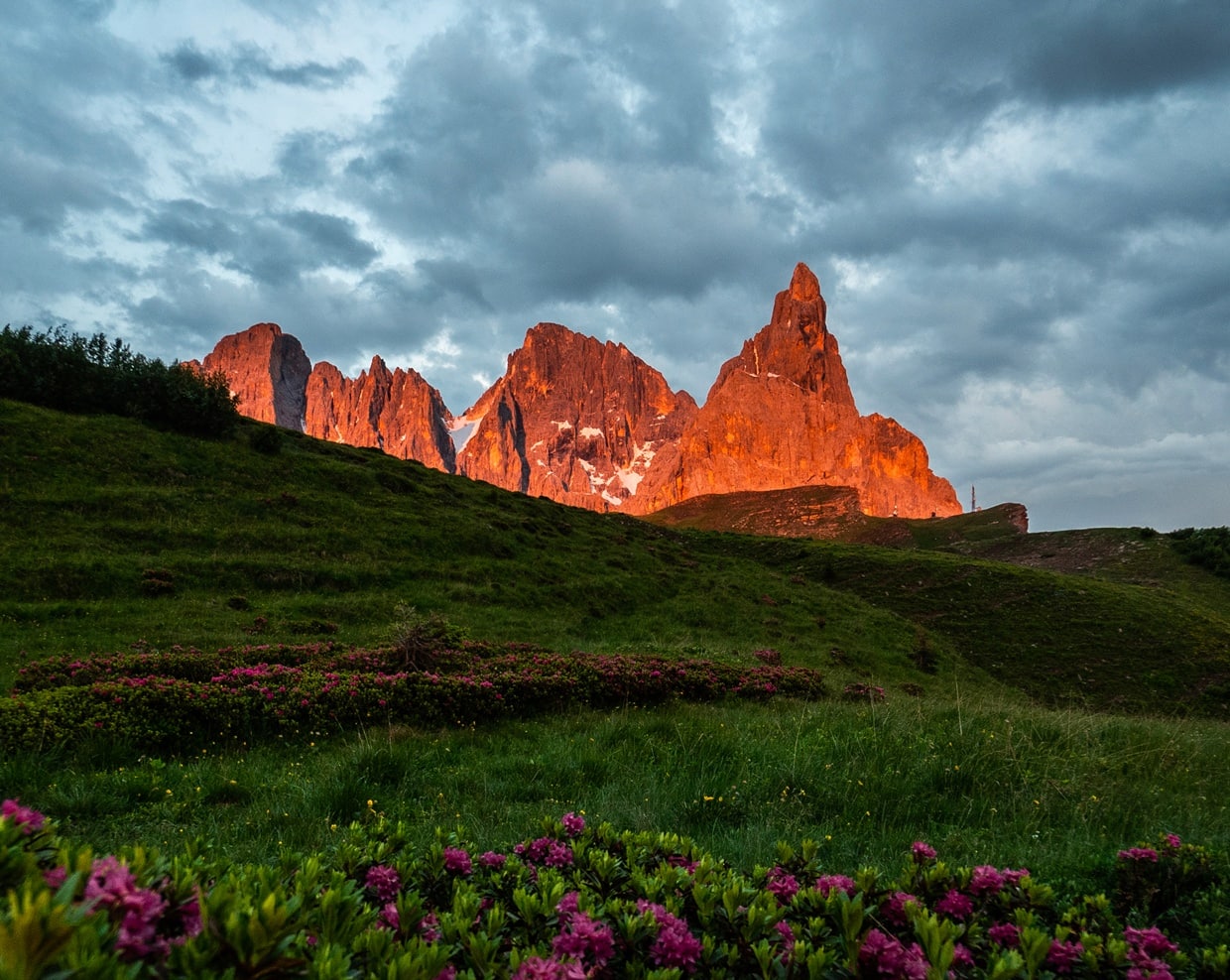 Cime rocciose illuminate dal tramonto su prato verde con rododendri in primo piano e cielo nuvoloso