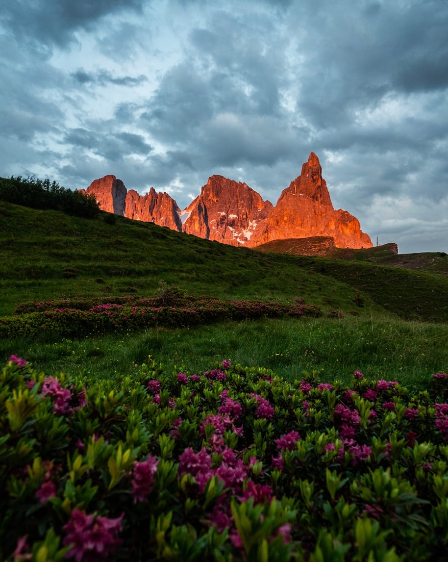 Cime rocciose arancioni illuminate dal tramonto, prato verde in primo piano con cespugli di rododendri rosa