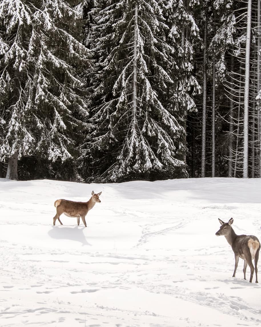 Due cervi in campo nevoso: uno al centro che cammina, l'altro a destra fermo; sullo sfondo abeti innevati.